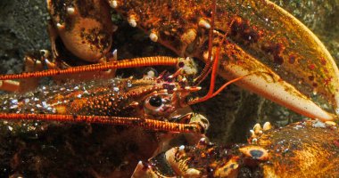Istakoz, homarus gammarus, Fransa 'da bir deniz suyu akvaryumunda Adult