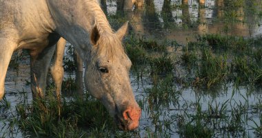 Camargue At, Yetişkin Ot Yiyen Bataklık, Güney Fransa 'da Camargue' de Saintes Marie de la Mer