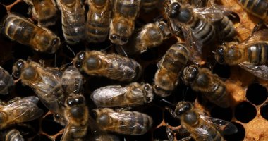 Avrupa Bal Arısı, Aspis Mellifera, Kara Arılar Bee Brood, Fransa Normandiya 'da Arı Kovanı