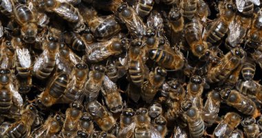 Avrupa Bal Arısı, Aspis Mellifera, Kara Arılar Bee Brood, Fransa Normandiya 'da Arı Kovanı