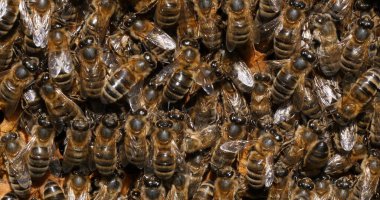 Avrupa Bal Arısı, Aspis Mellifera, Kara Arılar Bee Brood, Fransa Normandiya 'da Arı Kovanı