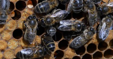 Avrupa Bal Arısı, Aspis Mellifera, Kara Arılar Bee Brood, Fransa Normandiya 'da Arı Kovanı