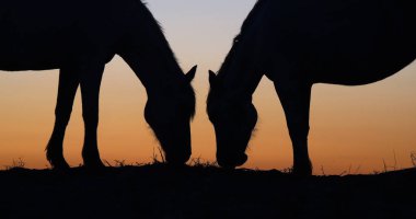 Camargue ya da Camarguais Horse at the Dunes at the Sunrise, Camargue in the South East of France, Les Saintes Maries de la Mer