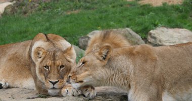 Afrika Aslanı, Panthera Leo, Tek Erkek ve Dişili Grup