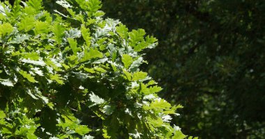 English Oak, quercus robur veya quercus pedunculata yaprakları, Fransa 'nın güneybatısındaki Rocamadour yakınlarındaki Orman