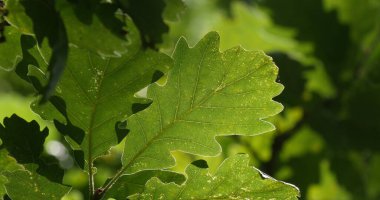 English Oak, quercus robur veya quercus pedunculata yaprakları, Fransa 'nın güneybatısındaki Rocamadour yakınlarındaki Orman