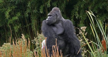 Doğu Lowland Gorili, goril Graueri, Gümüşsırt Erkek