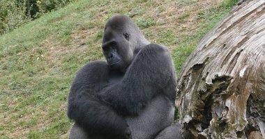 Doğu Lowland Gorili, goril Graueri, Gümüşsırt Erkek