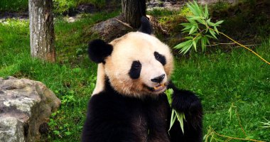 Dev Panda, hasta uropoda melanoleuca, Bambu yiyen yetişkin.