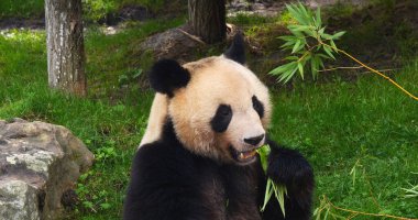 Dev Panda, hasta uropoda melanoleuca, Bambu yiyen yetişkin.