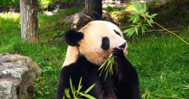Dev Panda, hasta uropoda melanoleuca, Bambu yiyen yetişkin.