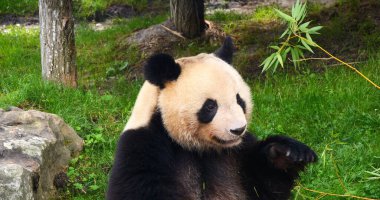 Dev Panda, hasta uropoda melanoleuca, Bambu yiyen yetişkin.