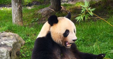 Dev Panda, hasta uropoda melanoleuca, Bambu yiyen yetişkin.