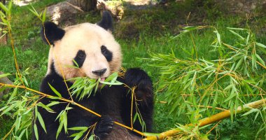 Dev Panda, hasta uropoda melanoleuca, Bambu yiyen yetişkin.