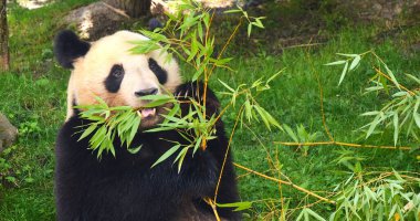 Dev Panda, hasta uropoda melanoleuca, Bambu yiyen yetişkin.