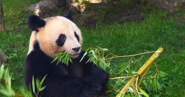 Dev Panda, hasta uropoda melanoleuca, Bambu yiyen yetişkin.