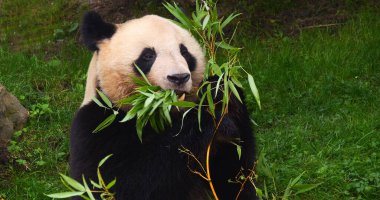 Dev Panda, hasta uropoda melanoleuca, Bambu yiyen yetişkin.