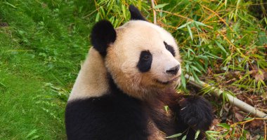 Dev Panda, hasta uropoda melanoleuca, Bambu yiyen yetişkin.