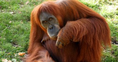 Orang Utan, pongo pygmaeus, Dişi