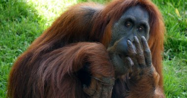 Orang Utan, pongo pygmaeus, Dişi