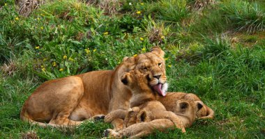 Afrika Aslanı, Panthera Aslanı, Anne ve Yavrusu