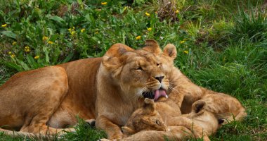 Afrika Aslanı, Panthera Aslanı, Anne ve Yavrusu