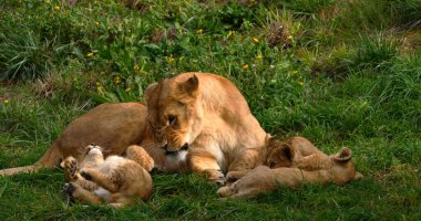 Afrika Aslanı, Panthera Aslanı, Anne ve Yavrusu