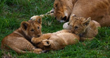 Afrika Aslanı, Panthera Aslanı, Anne ve Yavrusu