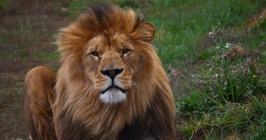 Afrika Aslanı, Panthera Aslanı, Güzel Mane 'li Erkek