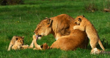 Afrika Aslanı, Panthera Aslanı, Anne ve Yavrusu