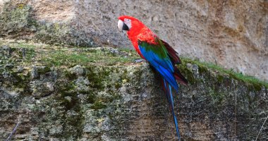 Kırmızı-ve-Yeşil Macaw, ara kloroptera, Uçurumun üzerinde duran yetişkin