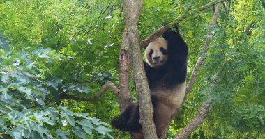 Dev Panda, hasta uropoda melanoleuca, Ağacın üzerinde duran Yetişkin