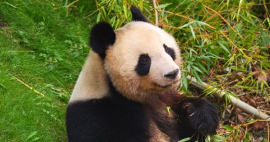 Dev Panda, hasta uropoda melanoleuca, Bambu yaprakları yiyen yetişkin