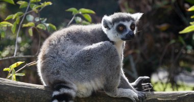 Halka kuyruklu Lemur, lemur catta. Yetişkinler dalda duruyor