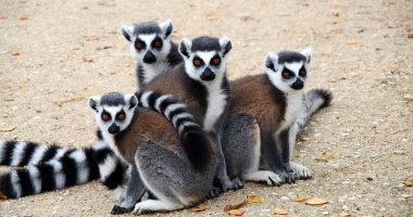 Halka kuyruklu Lemur, lemur catta. Bir grup yetişkin etrafa bakınıyor