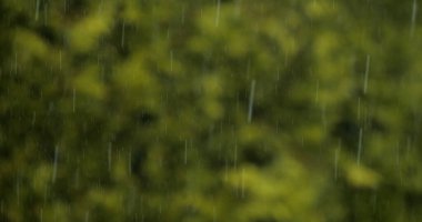 Bir Ağacın Dallarında Rüzgar, Bulanık Arkaplan, Fransa 'da Normandiya