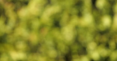 Bir Ağacın Dallarında Rüzgar, Bulanık Arkaplan, Fransa 'da Normandiya