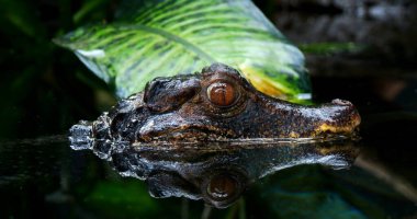 Cuvier 'in cüce kaymanı, paleosuchus palpebrosus, Yetişkin Portresi