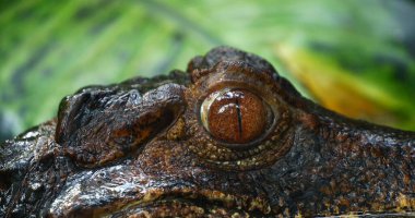 Cuvier 'in cüce kaymanı, paleosuchus palpebrosus, Yetişkin Portresi