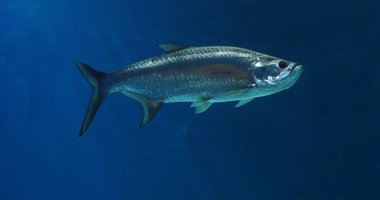 Atlantik Tarpon, Megalops Atlanticus, Yetişkin Yüzme