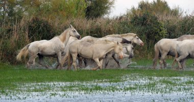 Camargue Atı, Herd Bataklıkta, Saintes Marie de la Mer Camargue 'de, Fransa' nın güneyinde