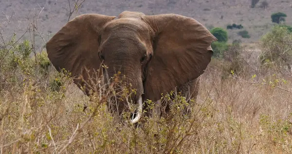 Elefante Africano Loxodonta Africana Adulto Savana Parque Tsavo Quênia — Fotografia de Stock