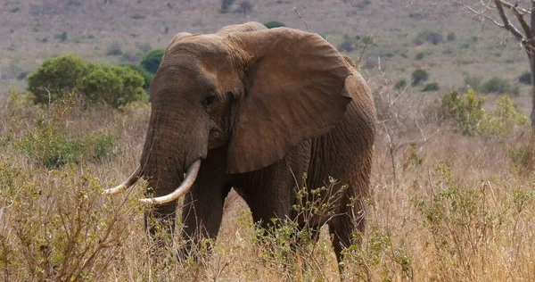 Elefante Africano Loxodonta Africana Adulto Savana Parque Tsavo Quênia — Fotografia de Stock