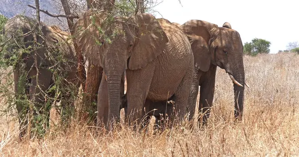 Elefante Africano Loxodonta Africana Gruppo Nel Bush Parco Dello Tsavo — Foto Stock