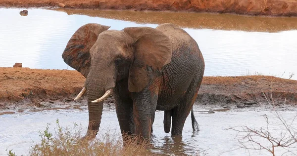 Słoń Afrykański Loxodonta Africana Dorosły Stojący Przy Dołku Wodnym Tsavo — Zdjęcie stockowe