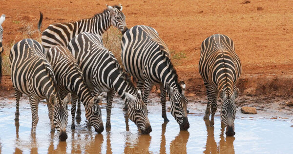 Burchell's Zebra, equus burchelli, Herd Drinking at the Water Hole, Tsavo Park in Kenya