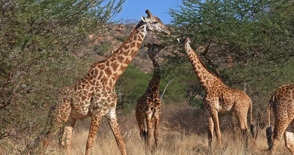 Masai Giraffe Giraffa Camelopardalis Tippelskirchi Group Bush Tsavo Park Kenya — Stock Photo, Image