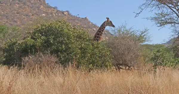 Masai Giraffe Giraffa Camelopardalis Tippelskirchi Adult Bush Tsavo Park Kenya — Stock Photo, Image