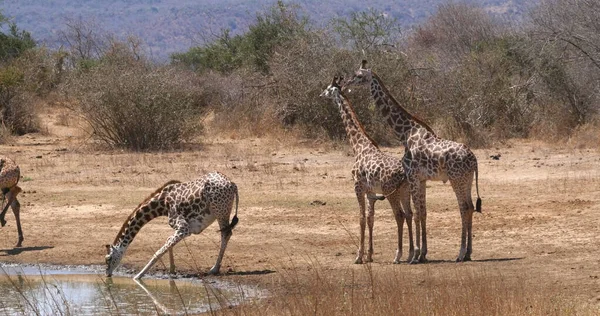 Girafe Masai Girafe Camelopardalis Tippelskirchi Groupe Boire Water Hole Parc — Photo