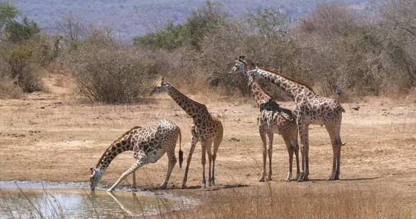 Masai Giraffe Giraffa Camelopardalis Tippelskirchi Group Drinking Water Hole Tsavo — Stock Photo, Image